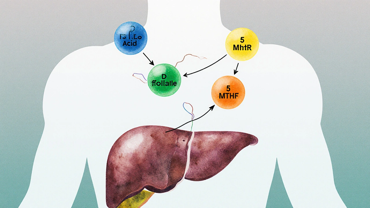Cutaway view of liver showing colored molecular conversion steps of folic acid.